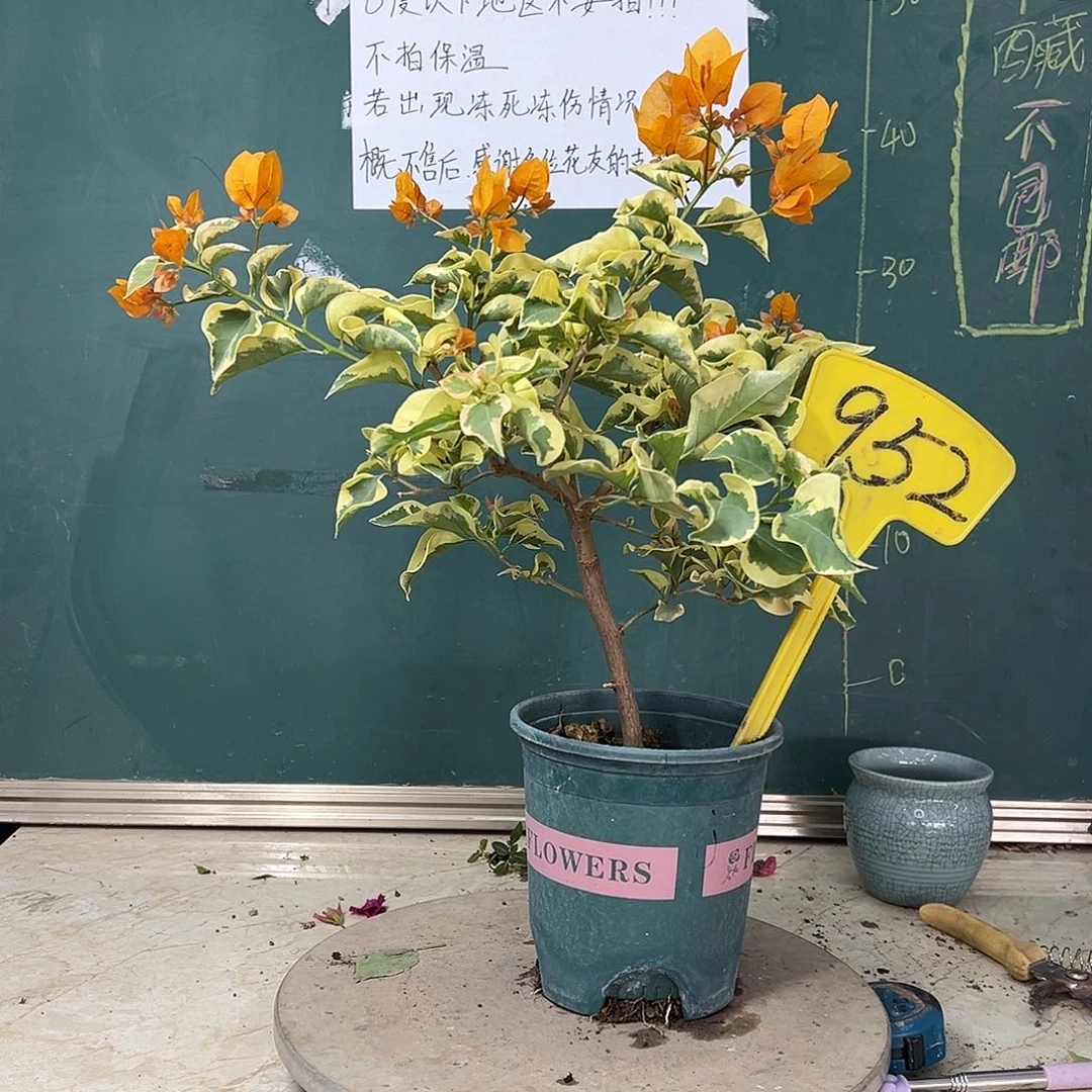 完全开放金边黄952