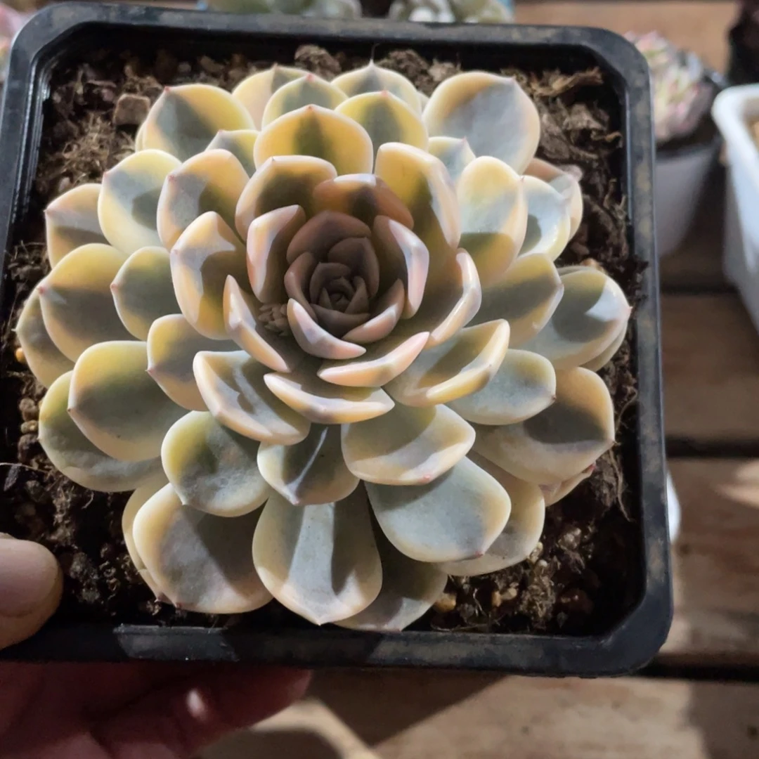 淘多肉汉堡锦一个