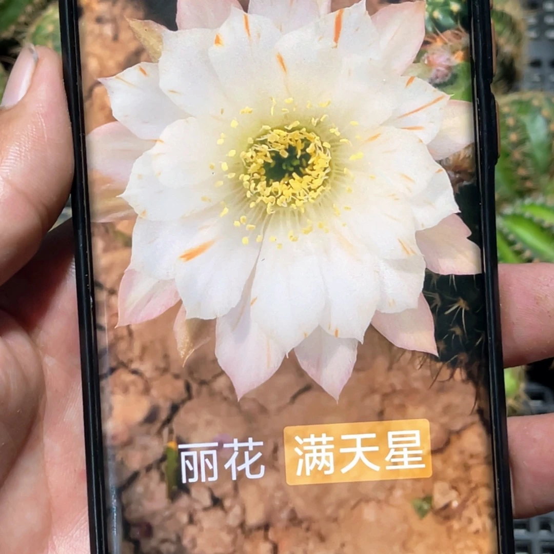 丽 满天星侧芽 歪 满20包邮4公分