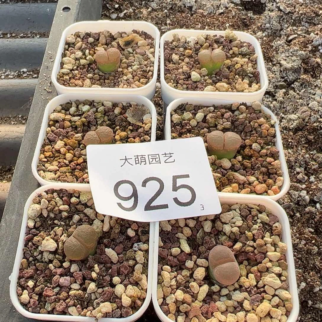 0000925量拍以下1颗优选帕法德10Km风铃脱土发