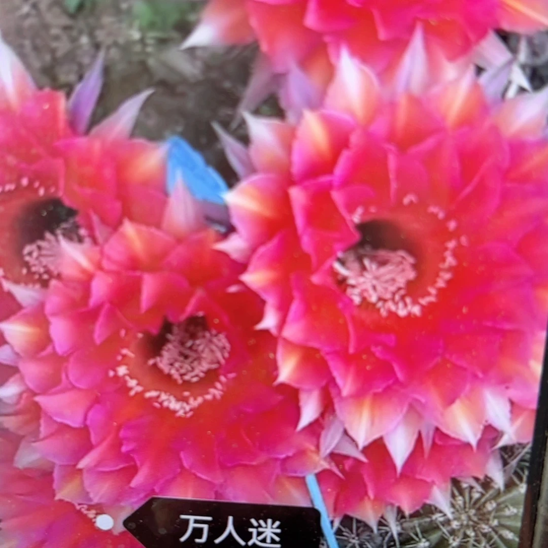 彩草万人迷侧牙20包邮仙人球