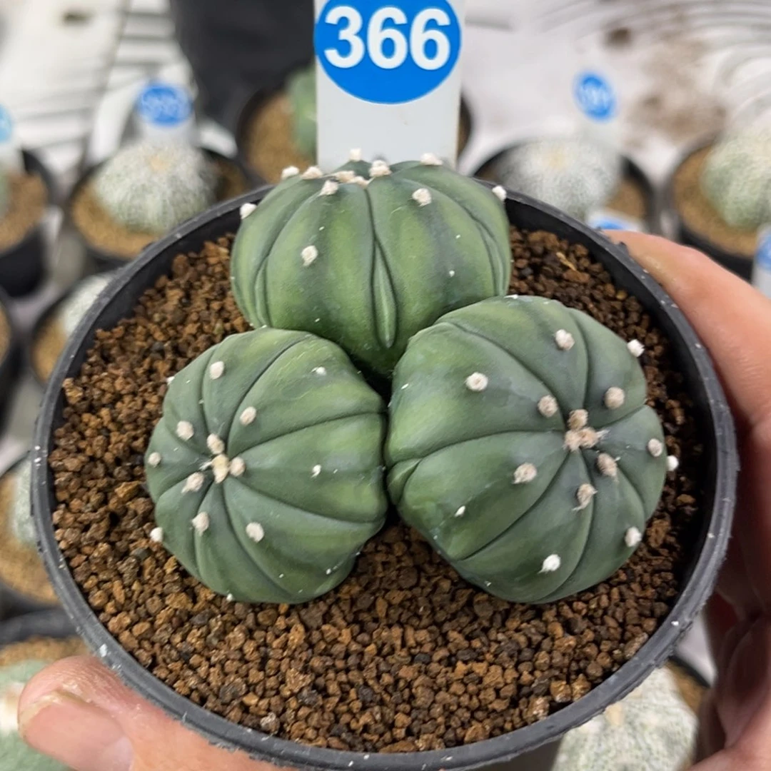 366实生三头复棱兜带盆