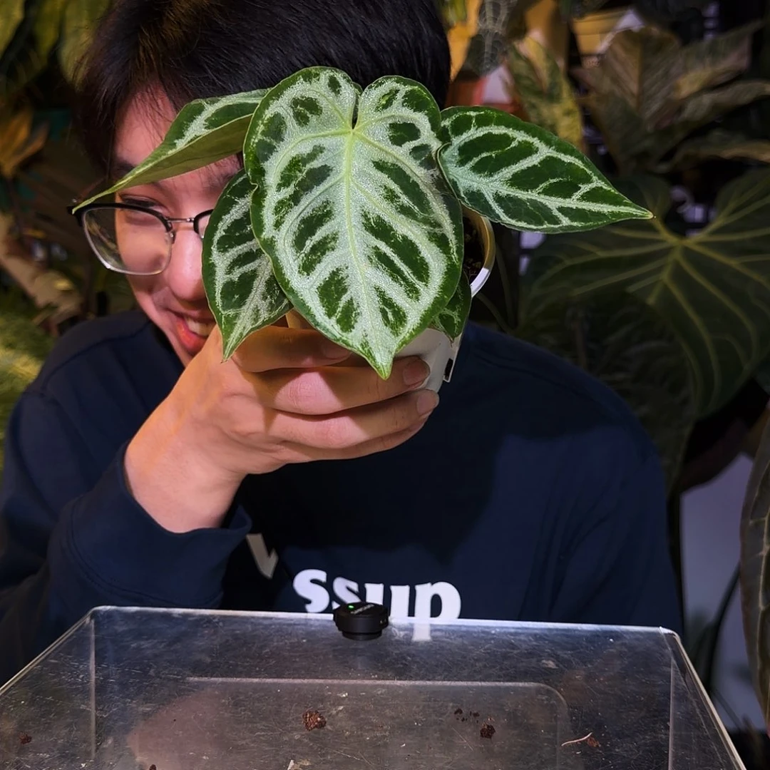 完全开放S192银虎杂面纱