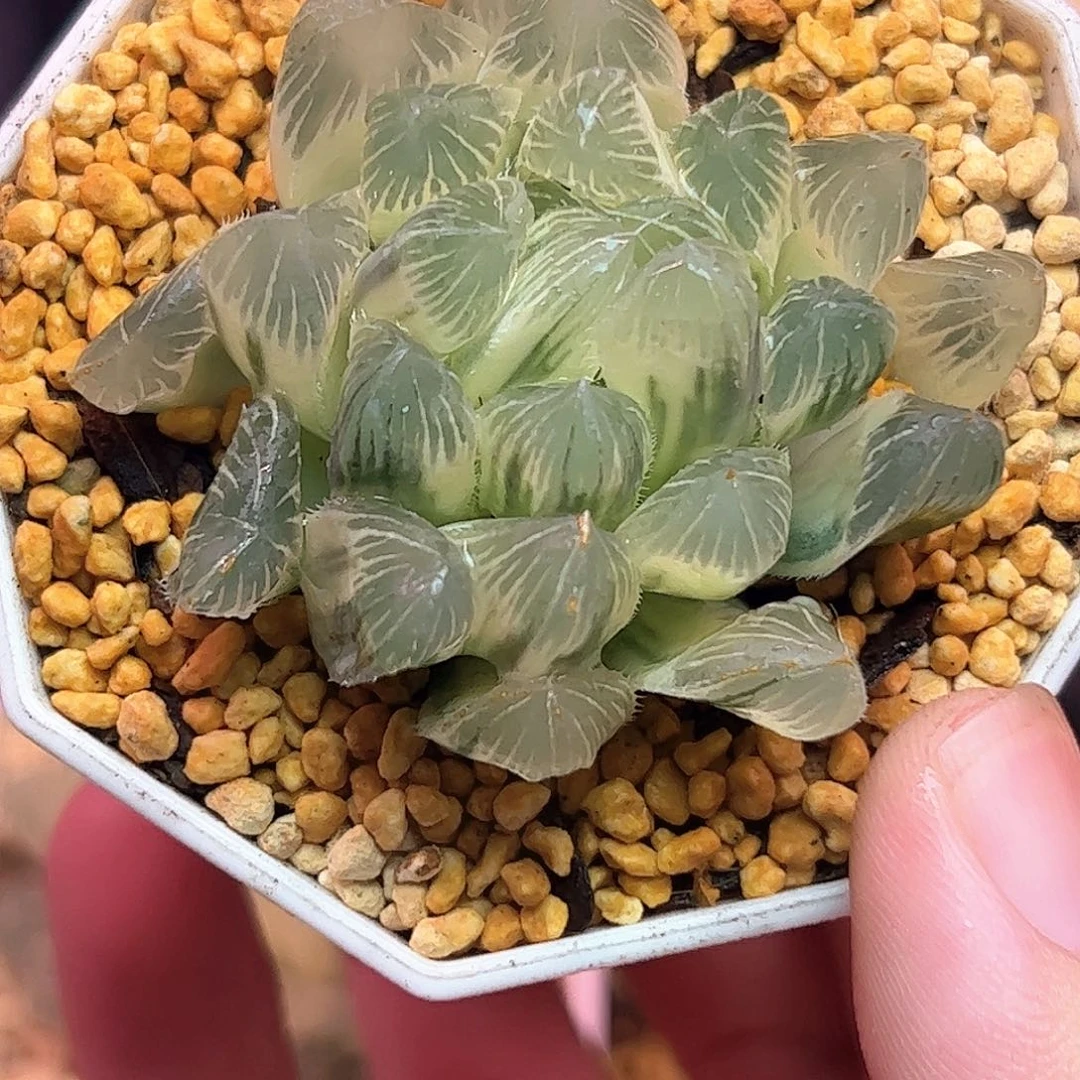糊斑别系母本锦十二卷多肉