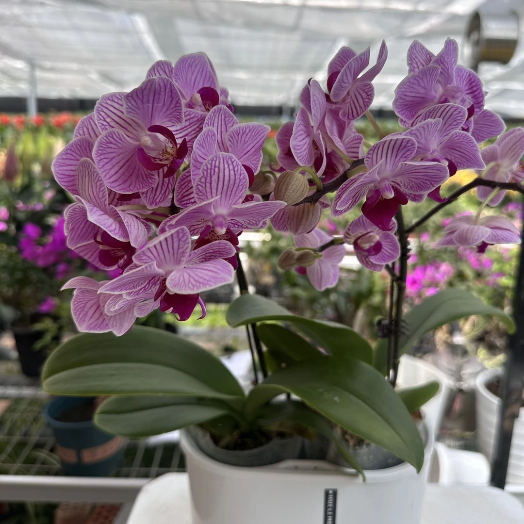 奥利奥蝴蝶兰精品蝴蝶兰情人节新婚乔迁亲友