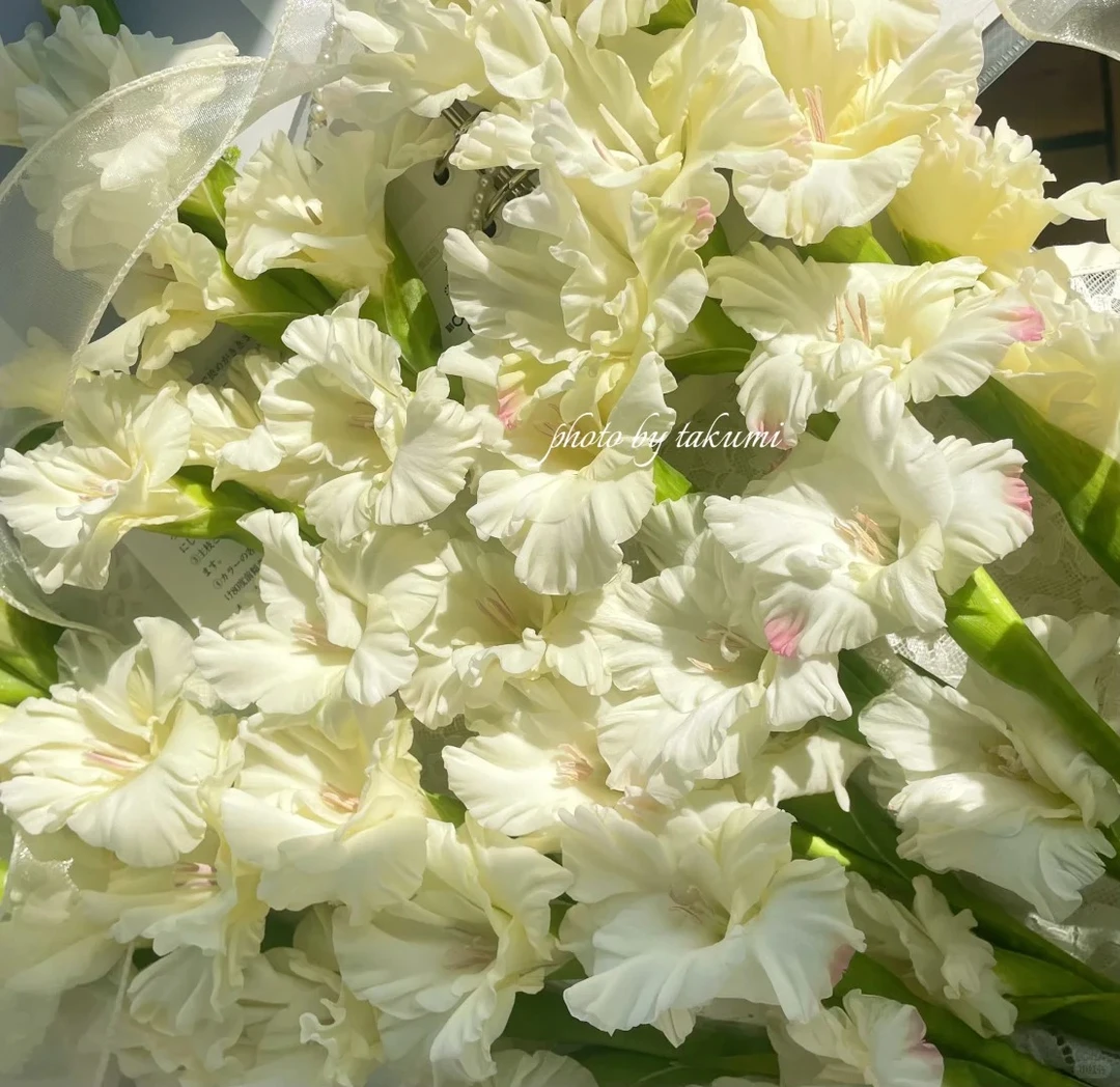 水晶糖果剑兰鲜切花蓝星花