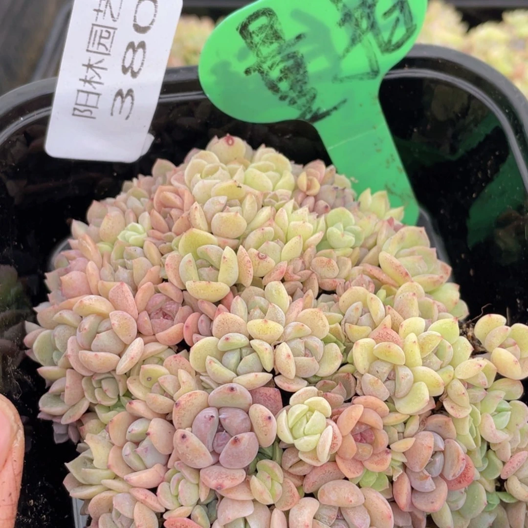 量拍肉植物多肉植物380