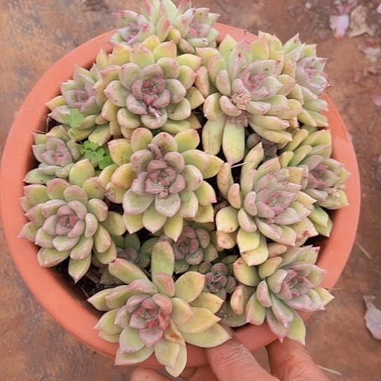 多肉植物。。。。。。。璀璨。