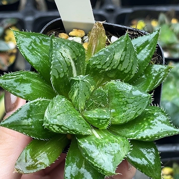 55宝莲灯雨露锦哈哈哈哈