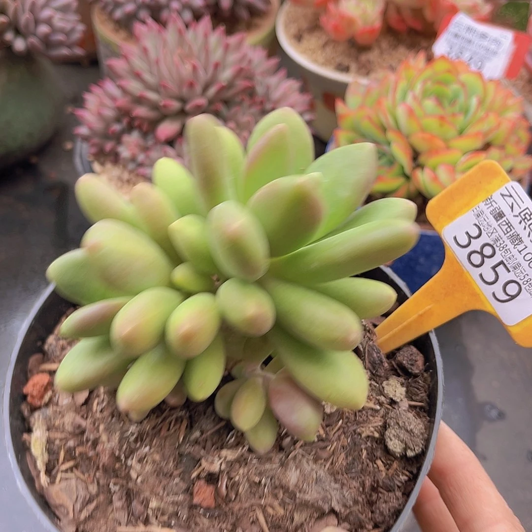 3859芒果奶多肉植物