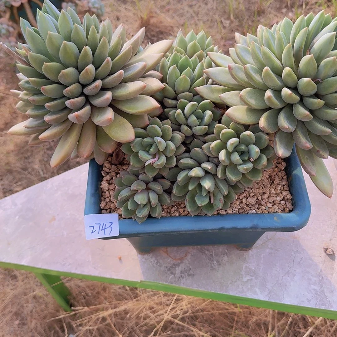 蛋*2743象牙多肉植物