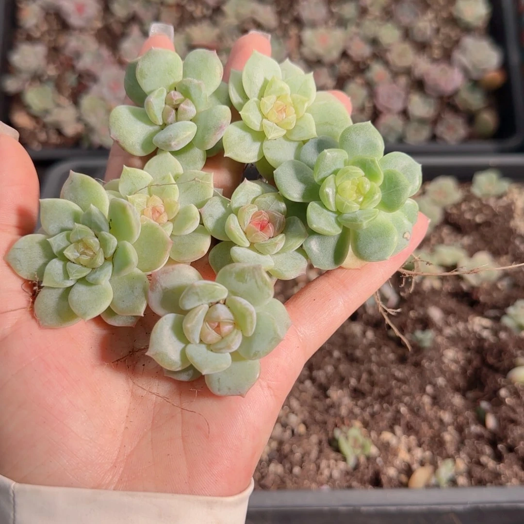 0613---15糖心珍妮