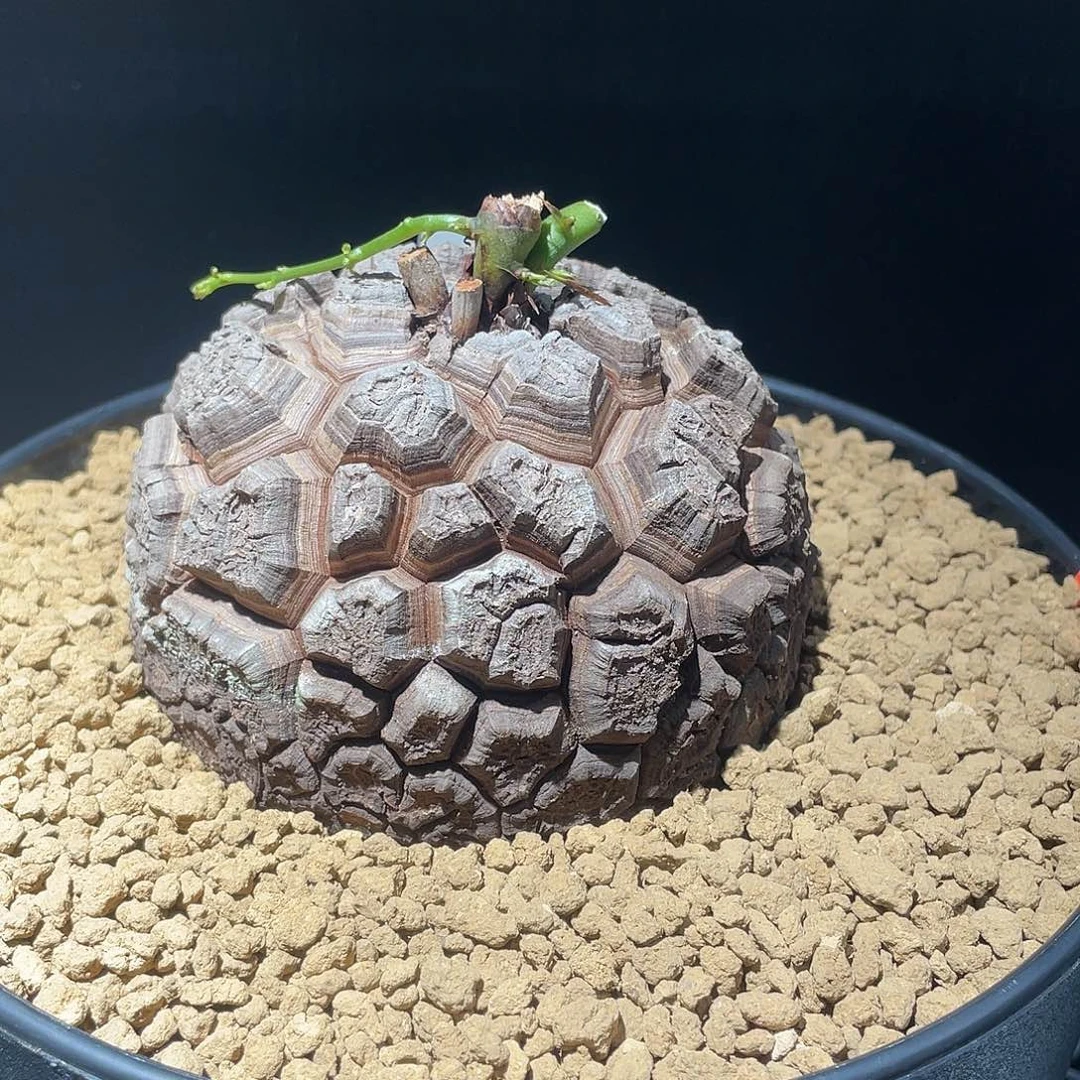 905盆栽密纹龟甲龙