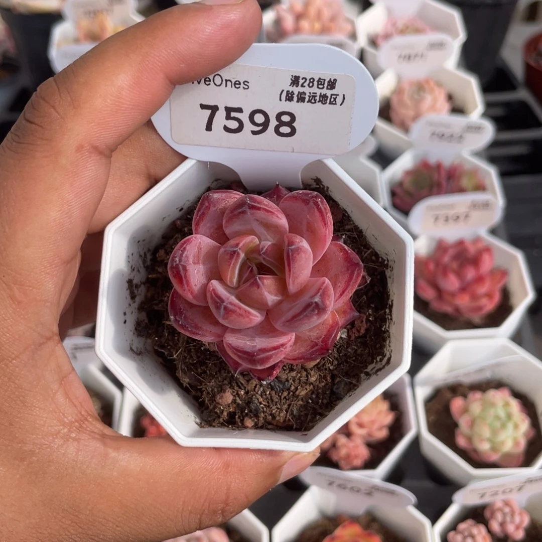 7598黑武士4.0厘米