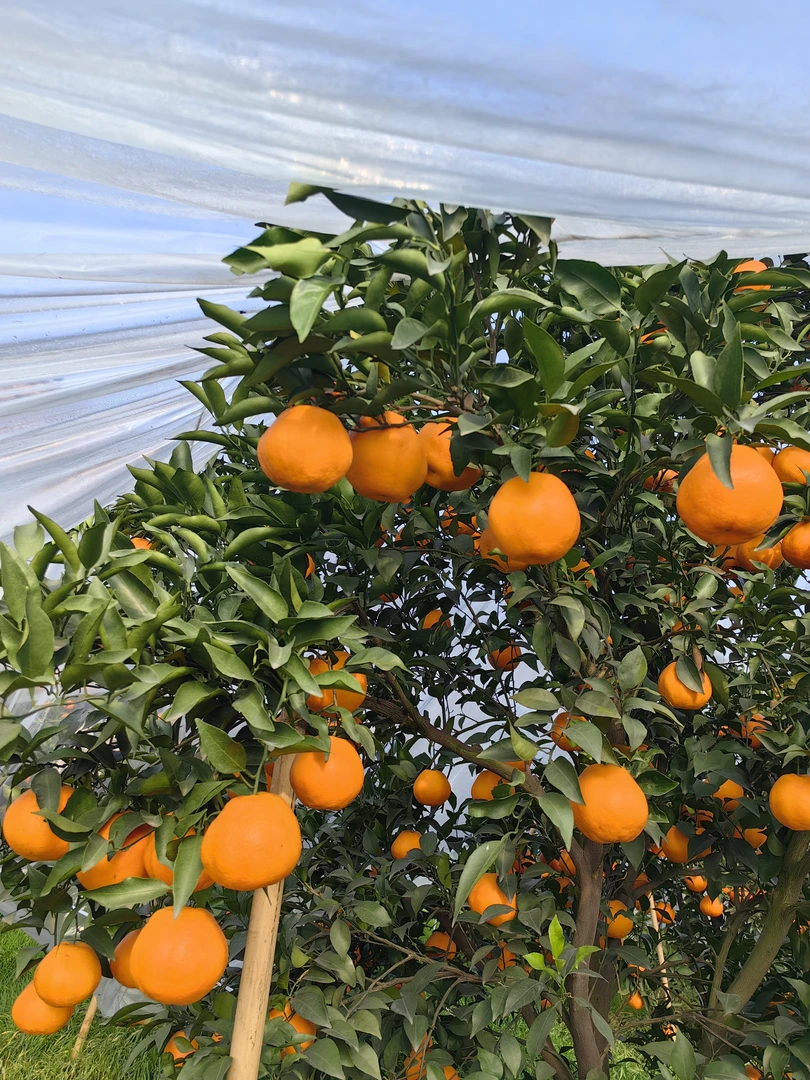 四川春见耙耙柑7斤左右.新鲜现摘采摘无籽多汁甜蜜成熟健康鲜甜香