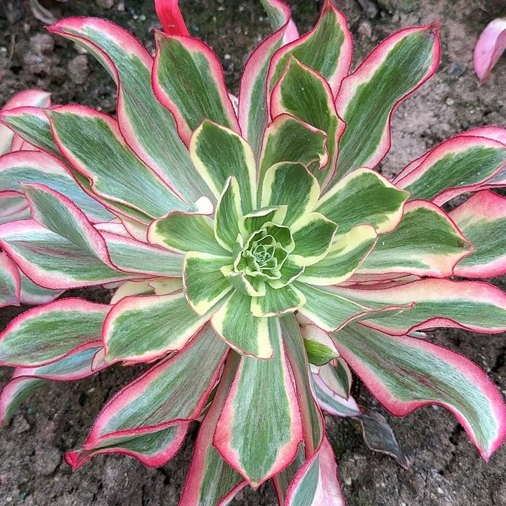 3-1600魅影多肉法师