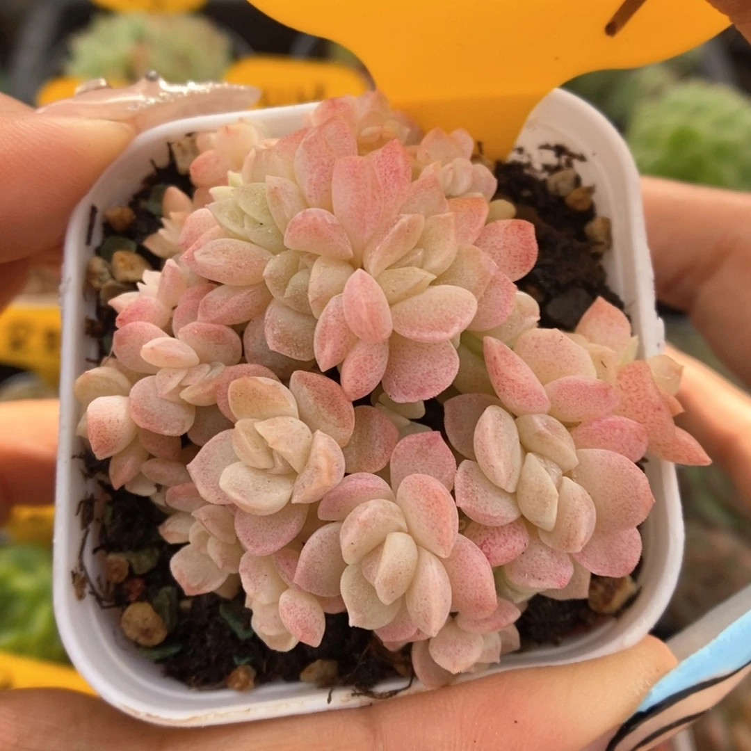 奶油美人朵朵群生857号