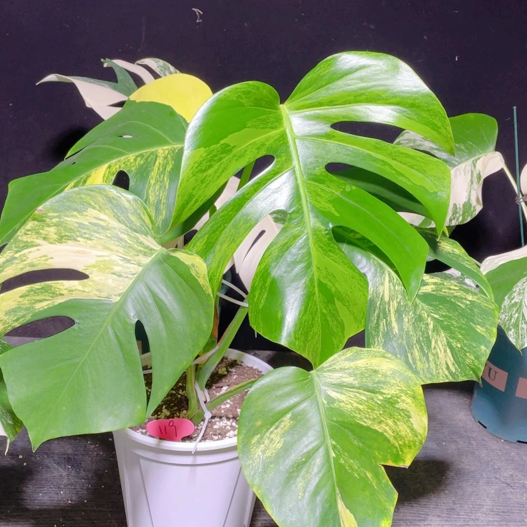 完全开放119黄龟不包蕉叶叶损，0到-5度拍保温发货