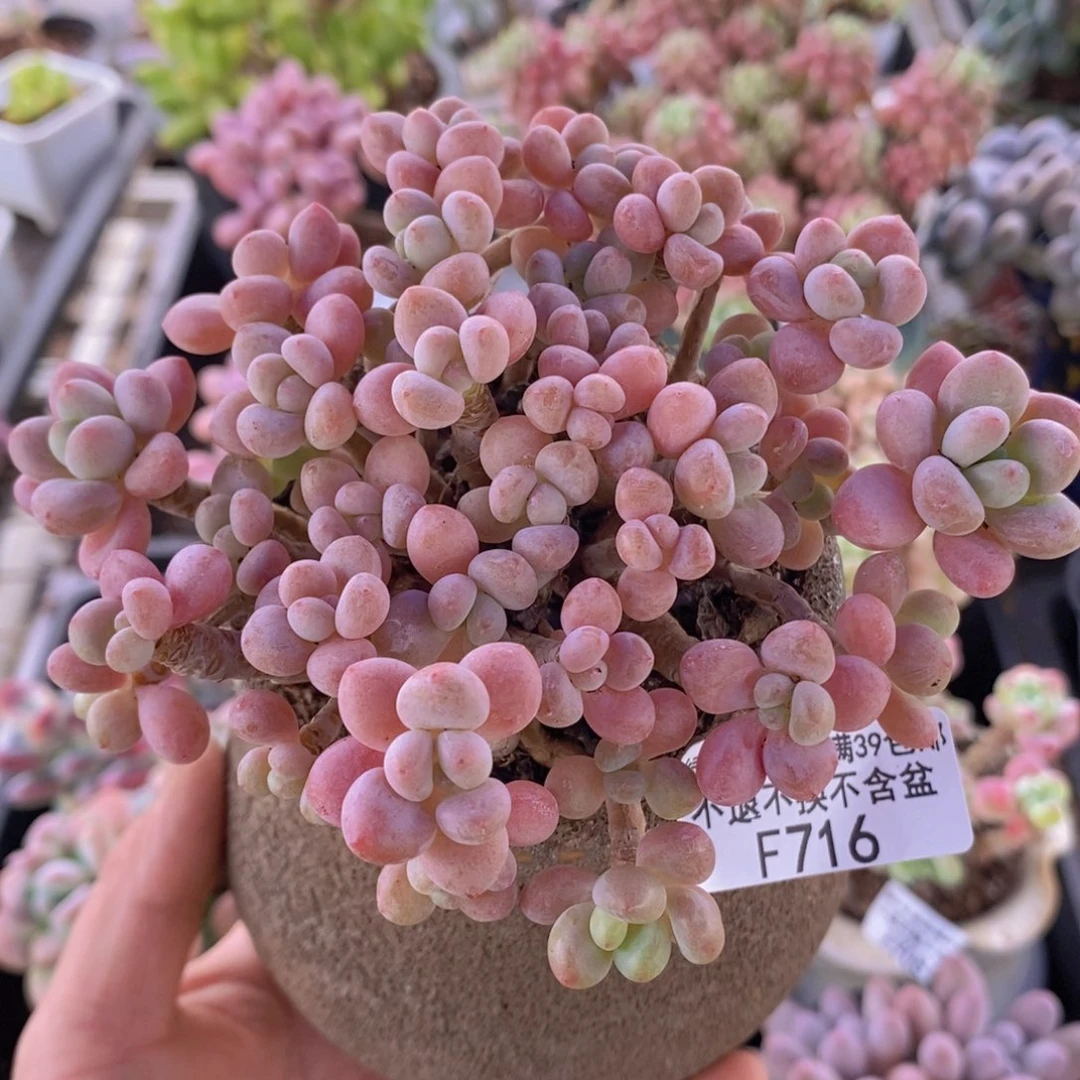 鱼子酱老桩11cm716多肉植物