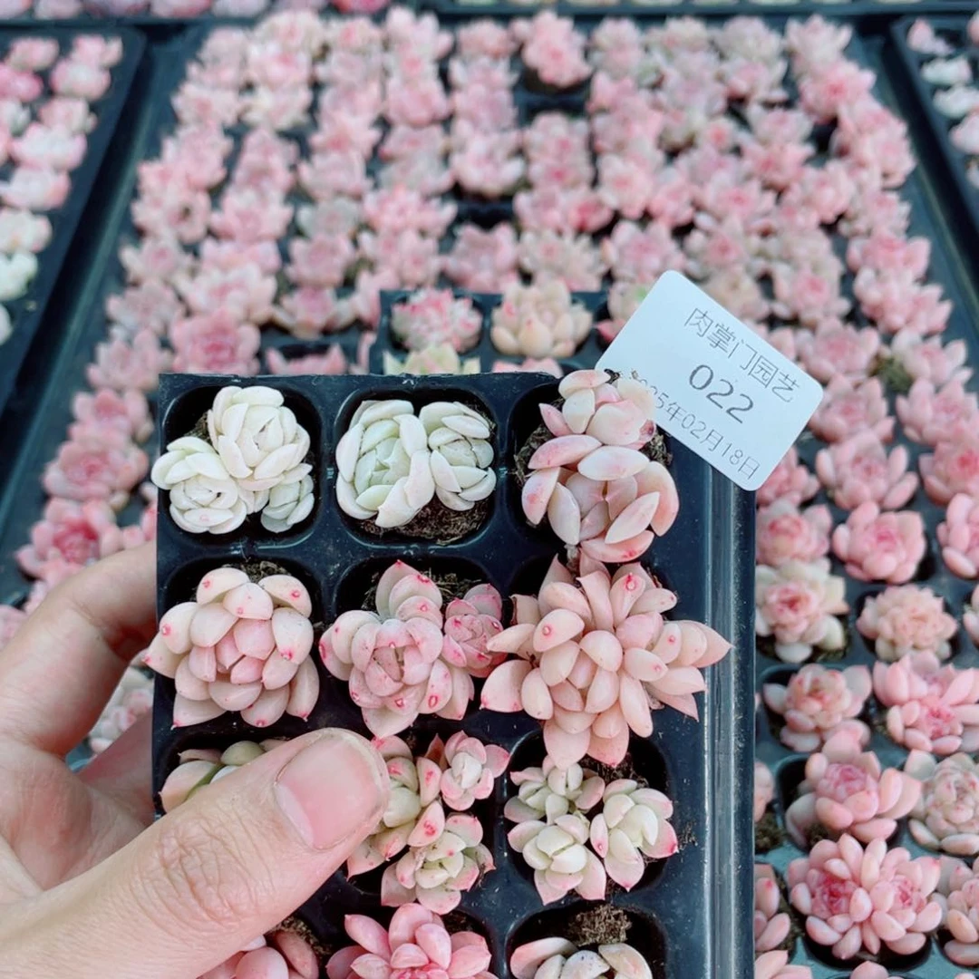 开心快乐幸福022