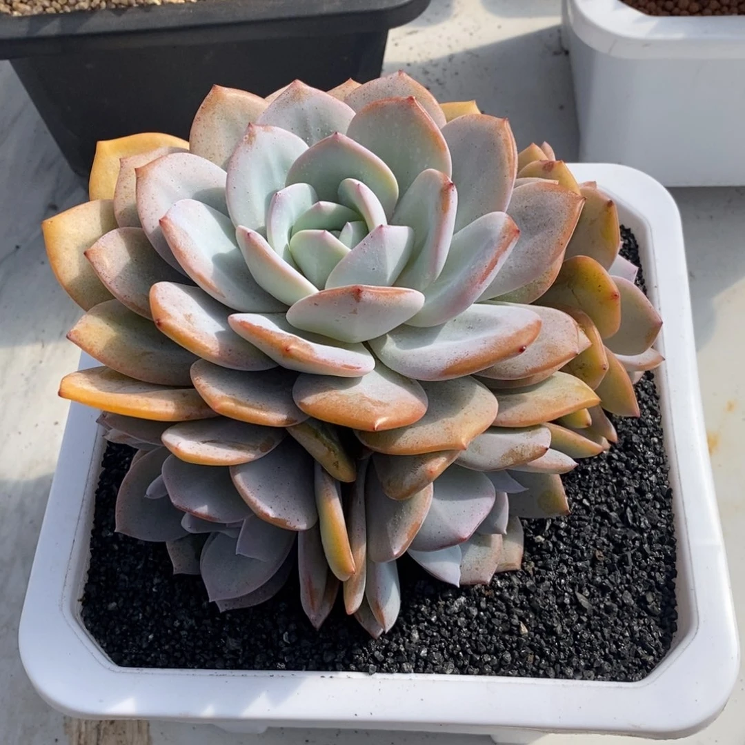 奶茶手捧综合链接