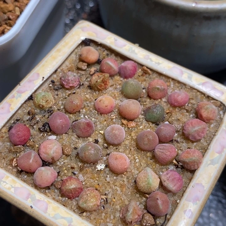 姬空蝉一颗 姬空蝉一颗