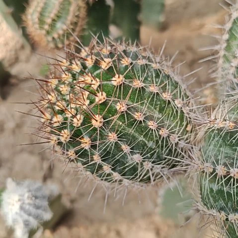 蔓藤花纹彩草特6CM多