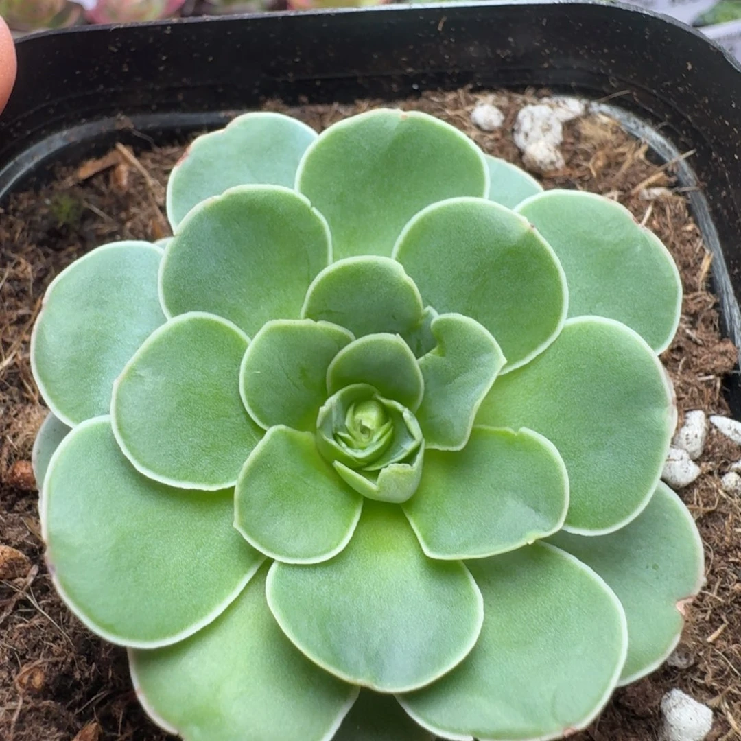 楹楹-812冠幅  2Cm