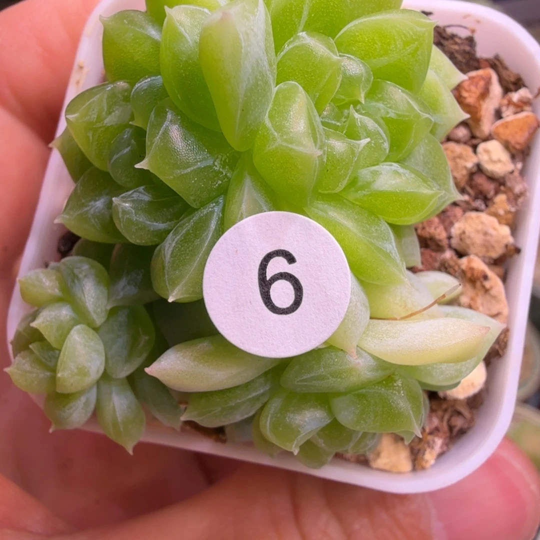 彤***妹6号5头泼天一物一拍