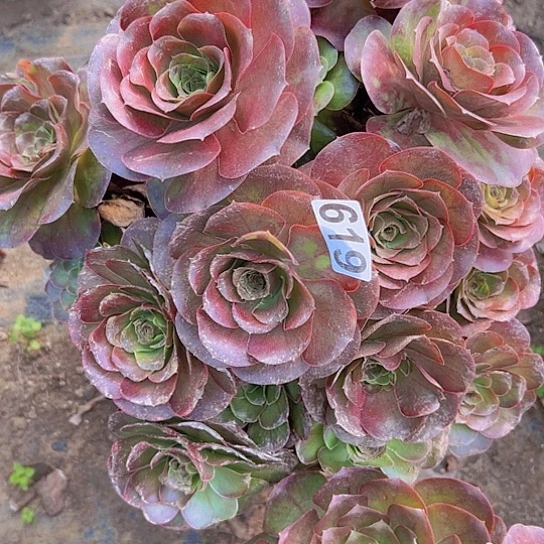****虹多肉植物一个美金