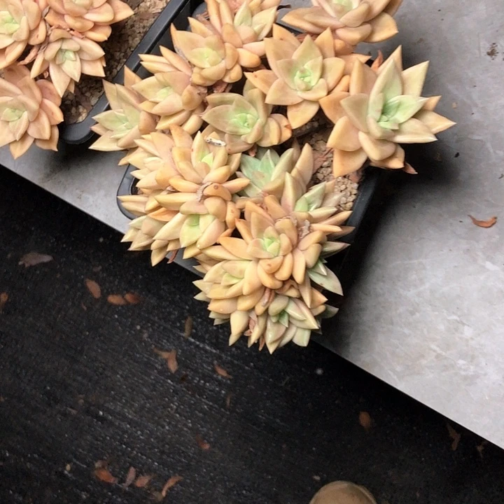 ?****?273/////////////////