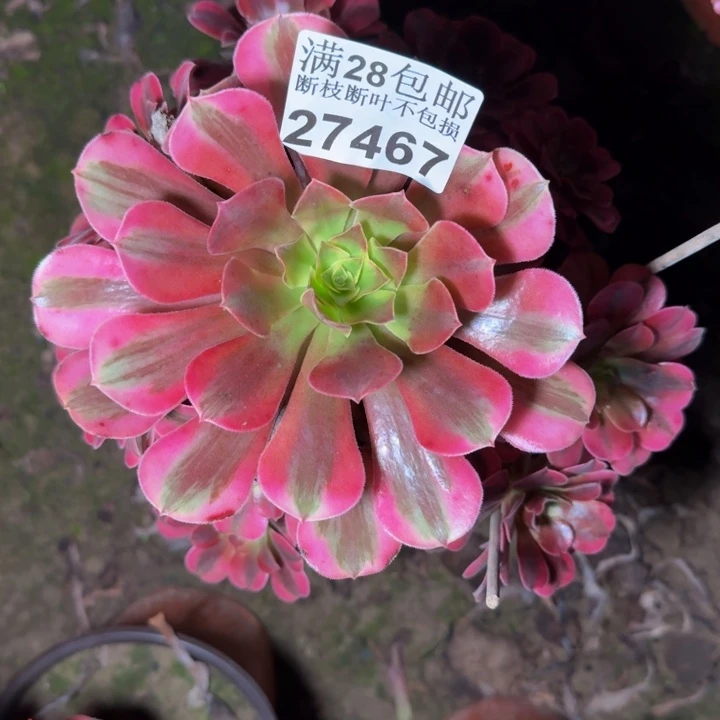 27467南美杜莎多肉植物