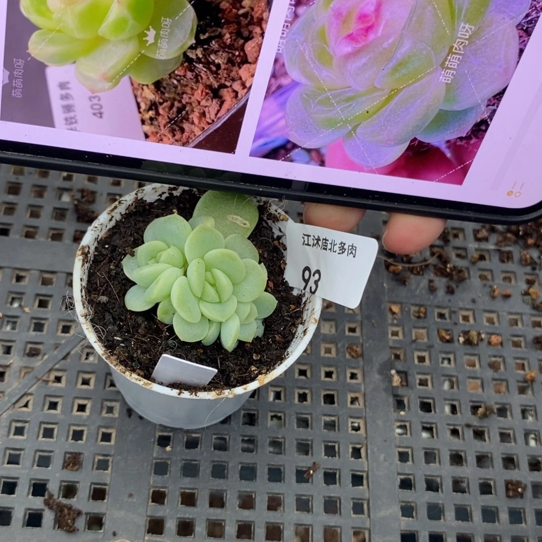 标签93甜心403一个多肉