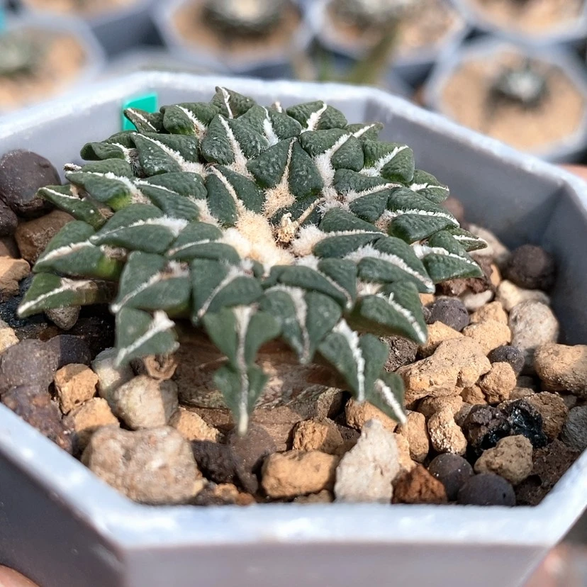 【闪购商品】^***周实生福利