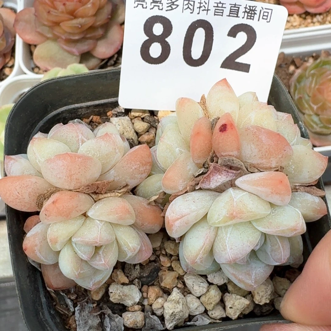 冰玉群生         多肉植物