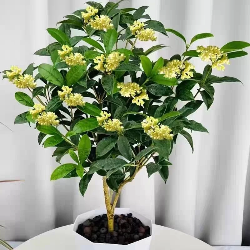 四季开花浓香型桂花盆栽室内外庭院好养绿植花卉