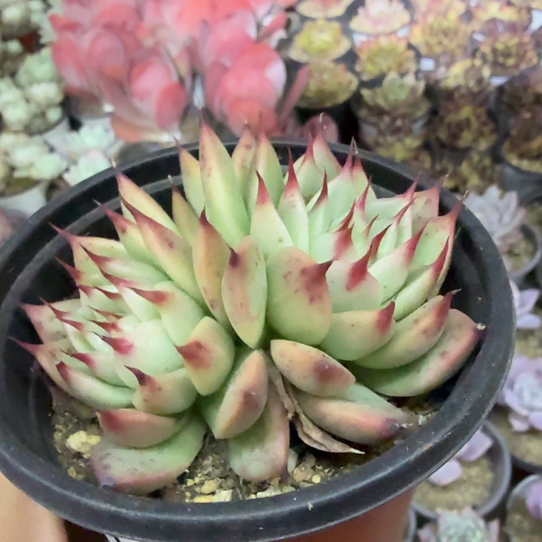 512双头托斯卡内利满20包邮