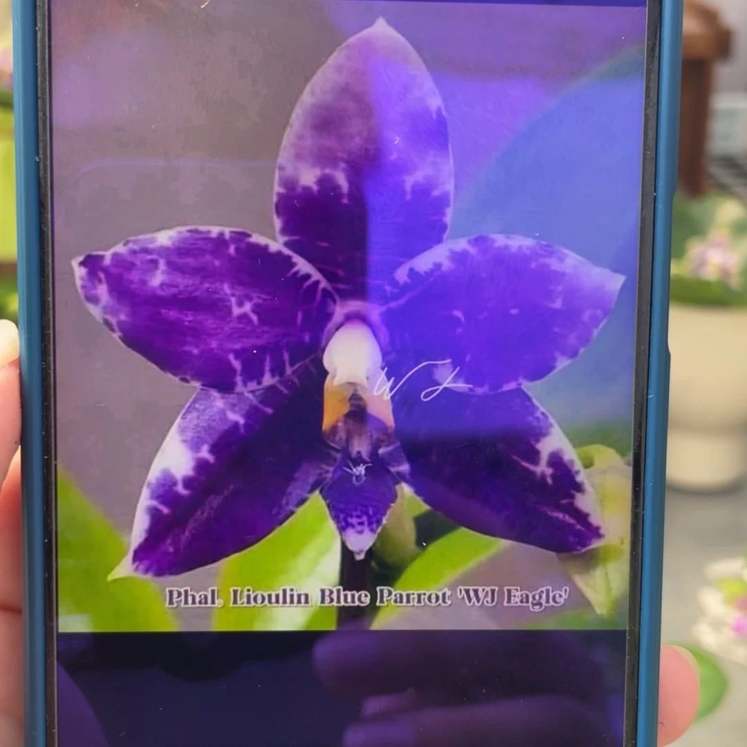 当前无花栽培后可以开花蓝鹦鹉分生，1.7杯苗