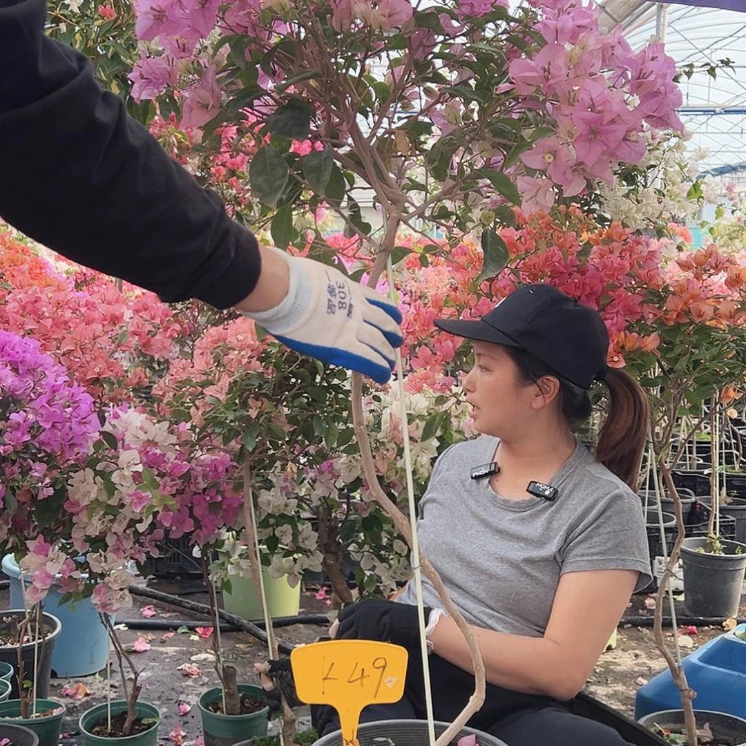 淘***》大部分花苞少量开放K49赛佛里