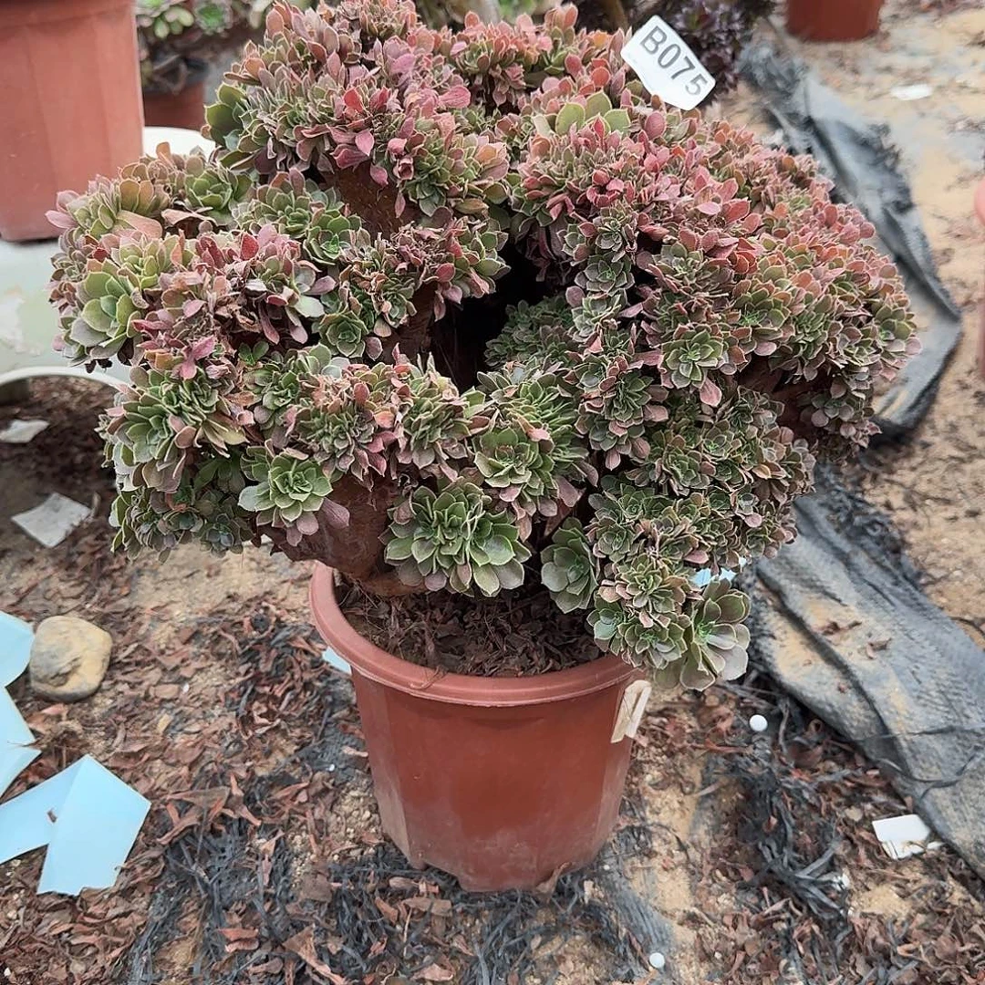 悦***怡075玫瑰有伤一颗呀呀