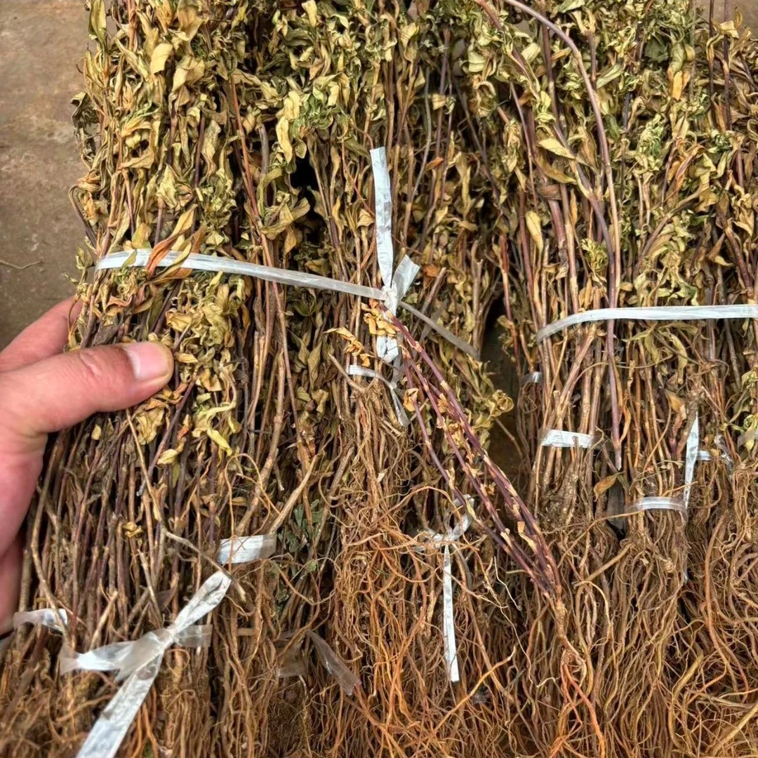 云南文山深山  野生龙胆草