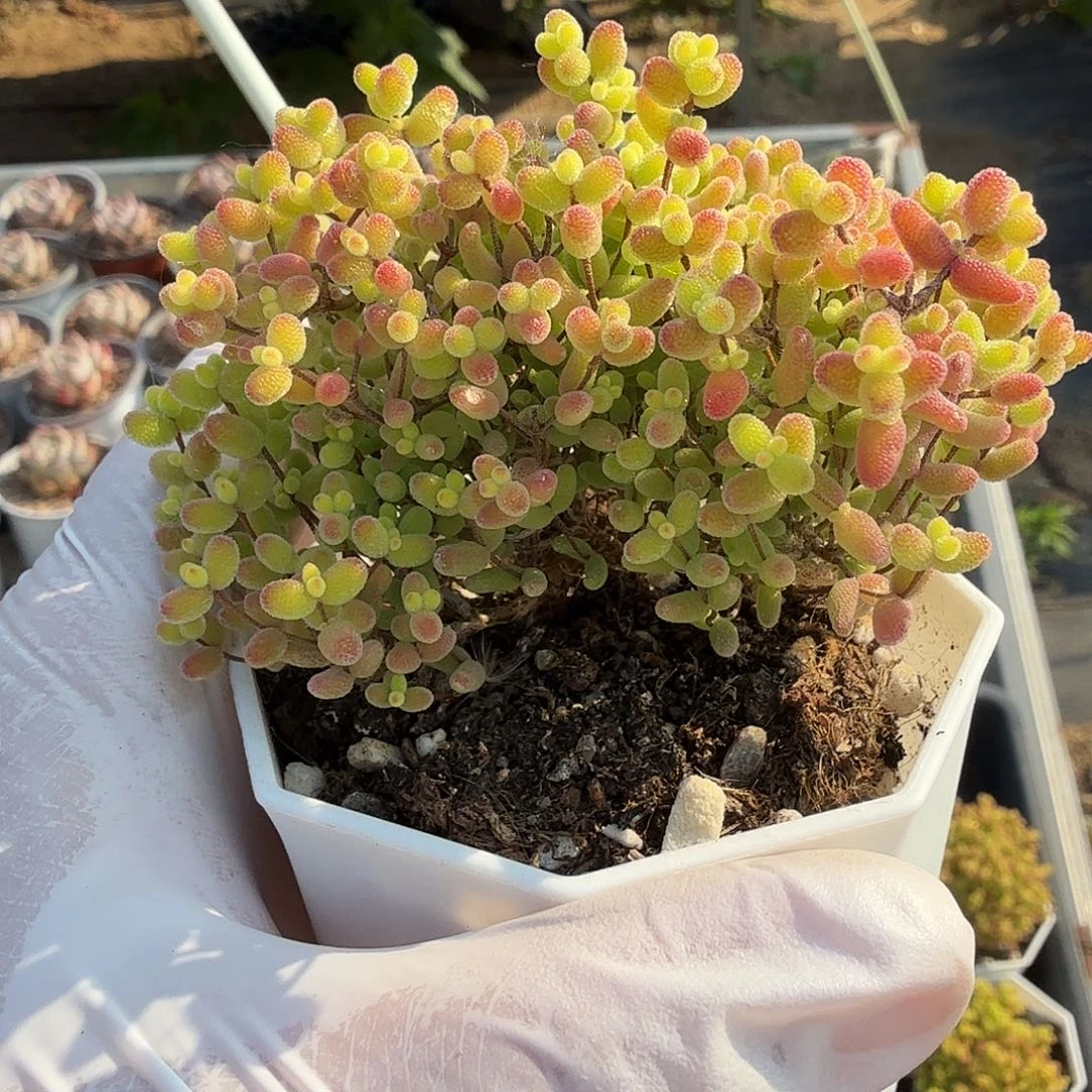 枝干番杏蜜桔，可选