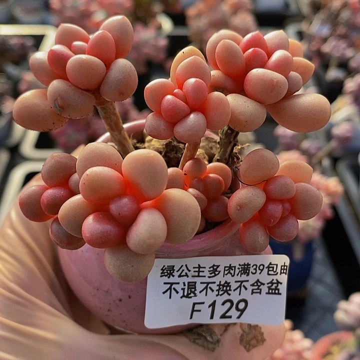 先锋派7cm129多肉植物