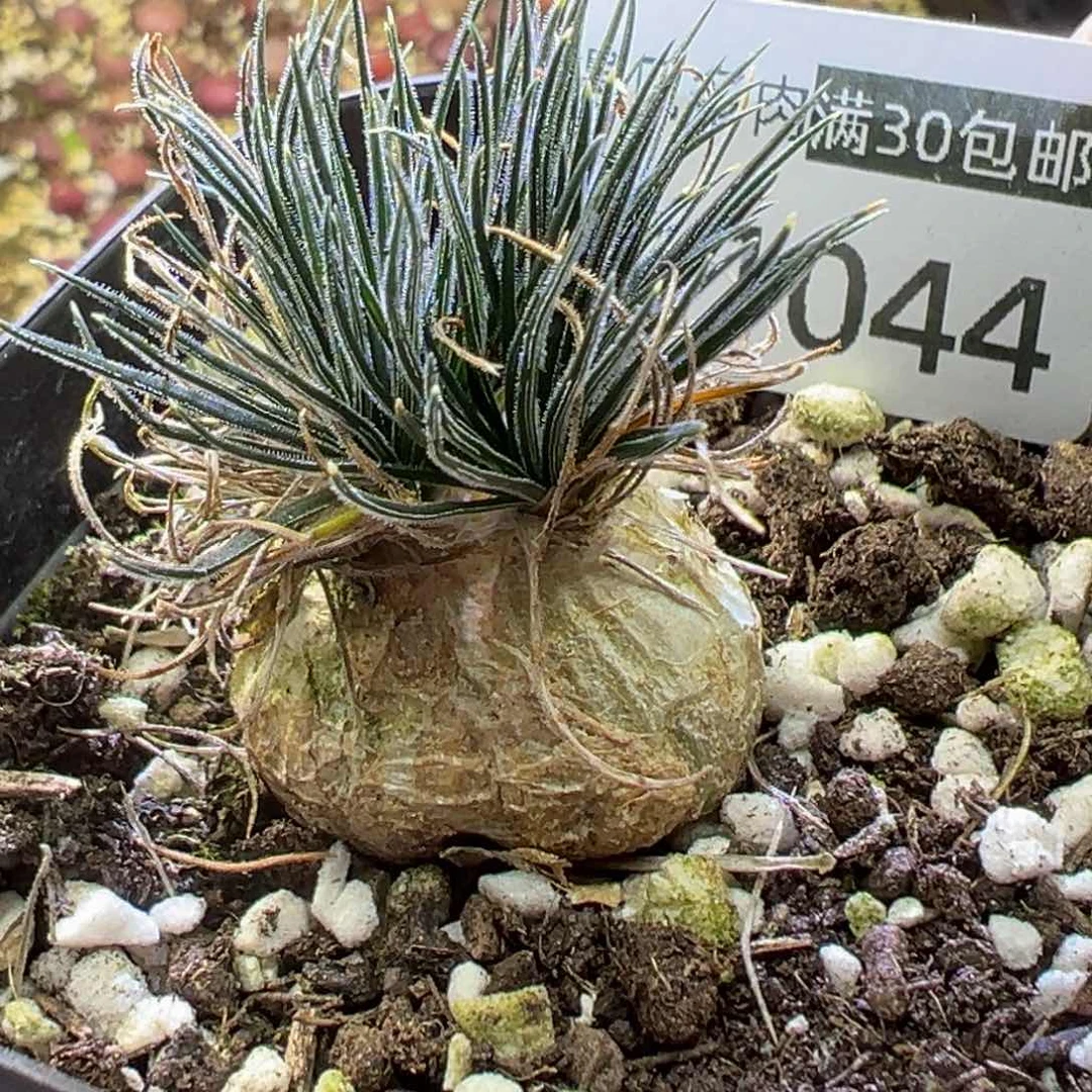 花**界多肉植物11111111111111