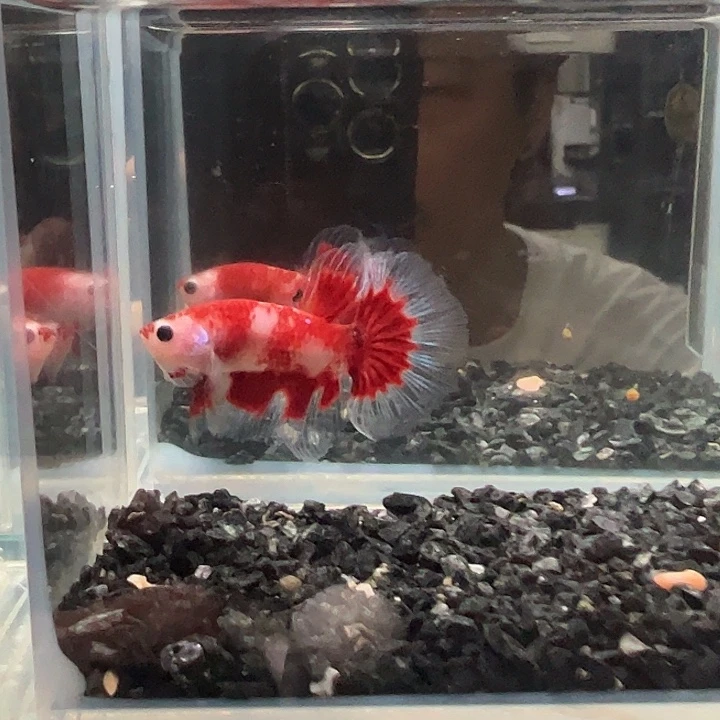 斗鱼一单包邮12日6