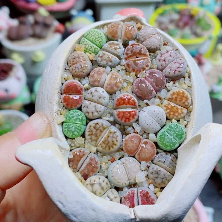 生石花花花花花花花708