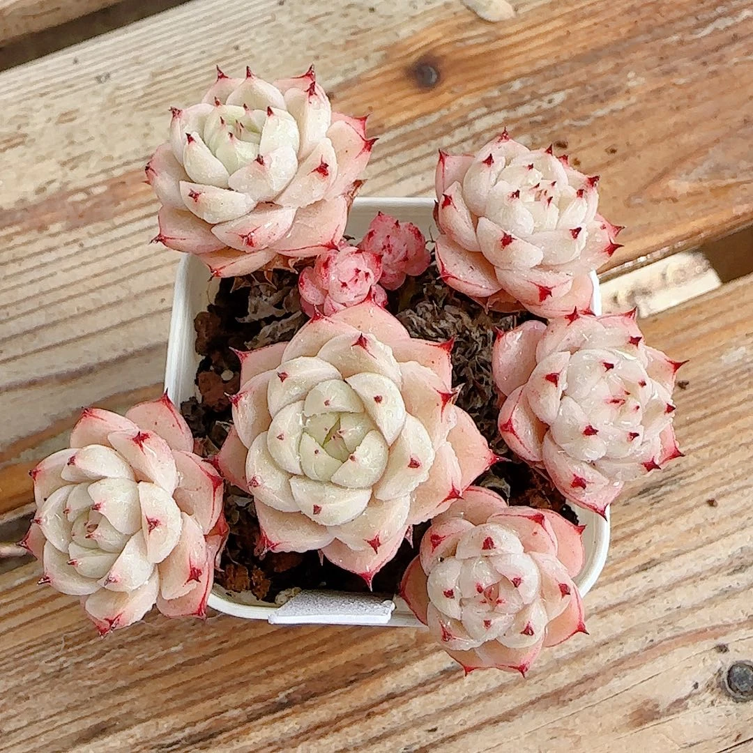 1216-86（ht-148）优选多肉