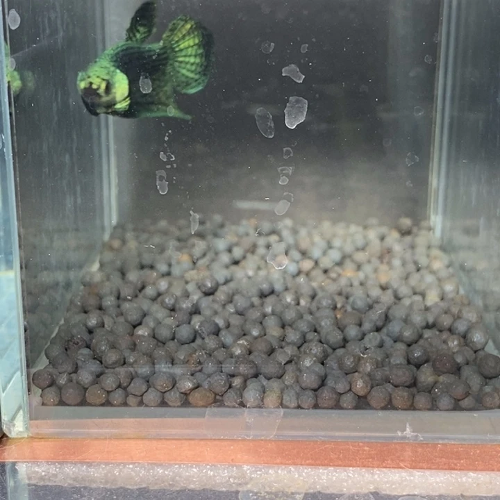 斗鱼泰国斗鱼511号