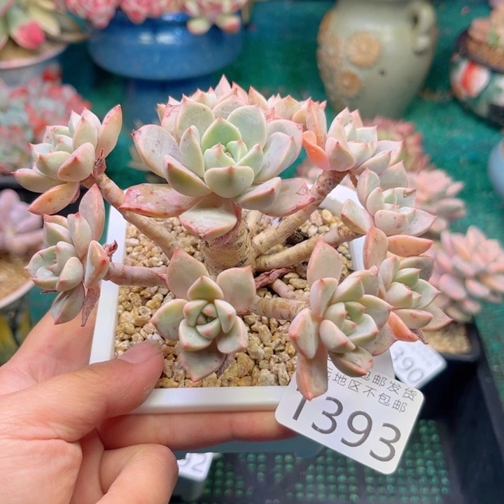 大1393。vxbxvchvbh