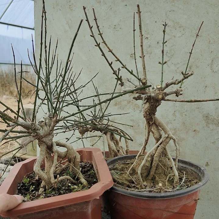 红***酒当前无花朵，栽培后可花朵